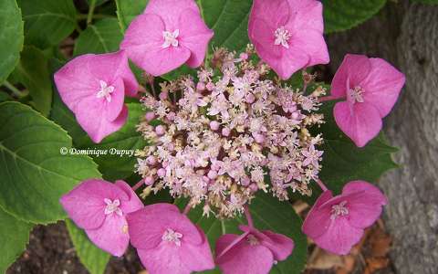Hortensia