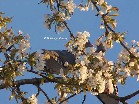 Pigeons amoureux