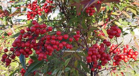 Bambou sacré nandina domestica