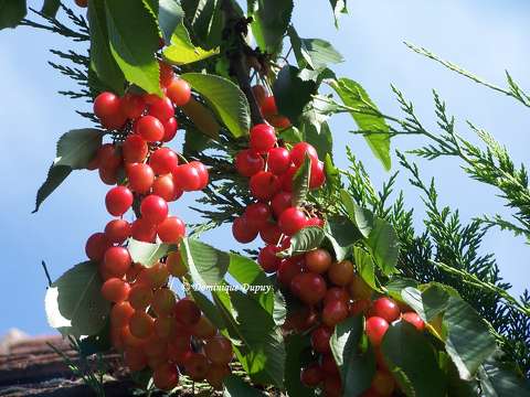 Cerises