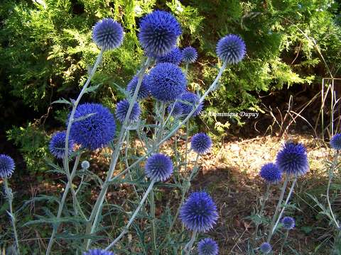 Chardons bleus