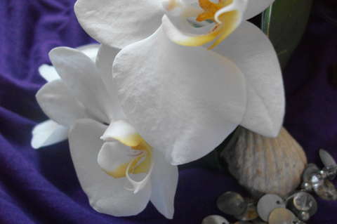 Lepkeorchidea