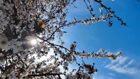 címlapfotó fény tavasz virágzó fa