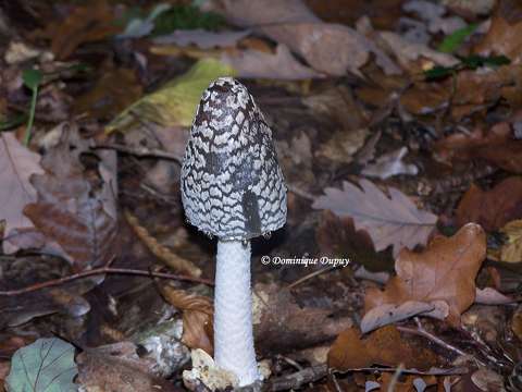 Coprin noir et blanc - Coprinopsis picacea