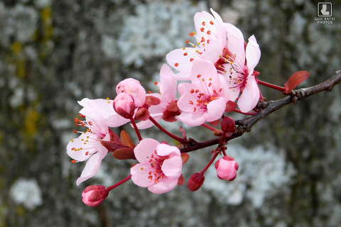 gyümölcsfavirág, tavasz, virágzó fa