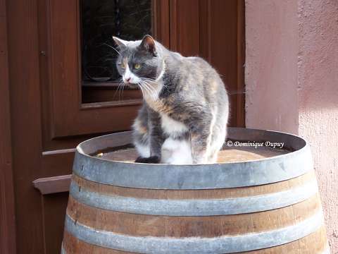 Chat en Alsace à Riquewhir - France