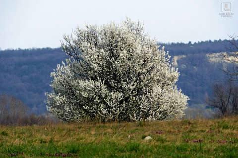virágzó gyümölcsfa, tavasz