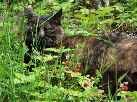 Chatte - Caramel