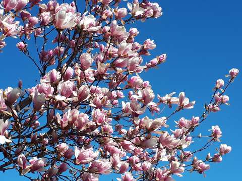 címlapfotó magnólia tavasz virágzó fa