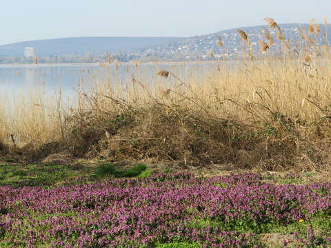 Tavaszi színek.