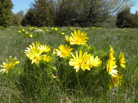 címlapfotó hérics tavasz tavaszi virág