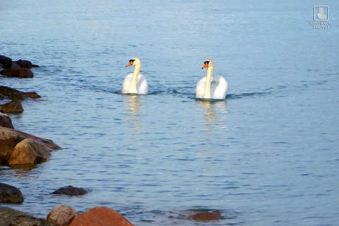 balaton, hattyú, magyarország, vizimadár,