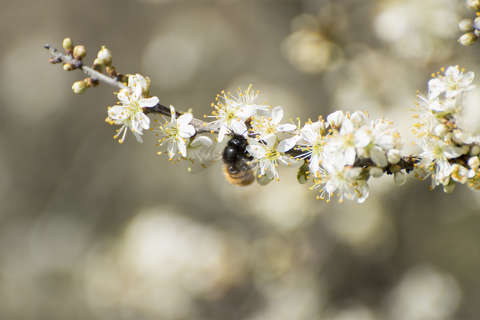 címlapfotó gyümölcsfavirág rovar tavasz