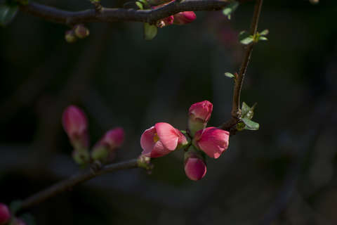 japán birs