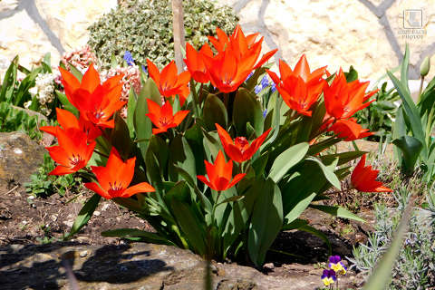 tulipán, kerti virág, tavasz