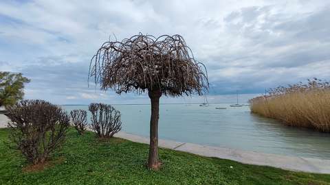 balaton fa magyarország tó