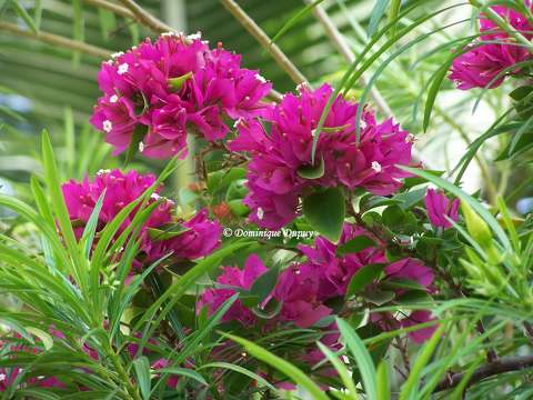 Bougainvilliers