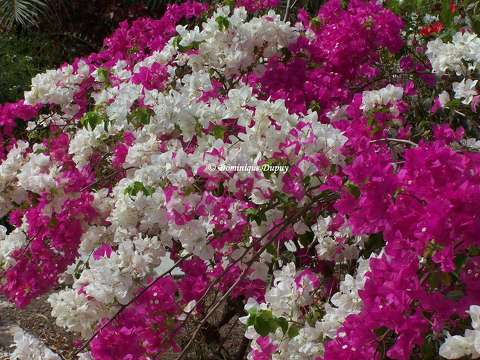 Bougainvilliers