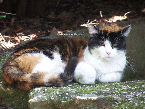La Chatte - Saphira