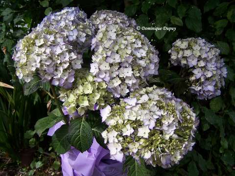 Hortensia