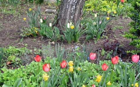 kertek és parkok nárcisz tavasz tavaszi virág