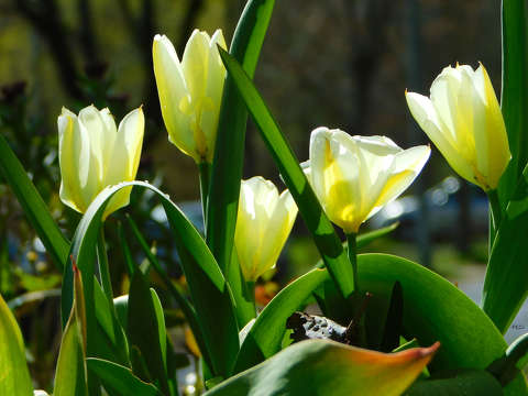 Tulipán