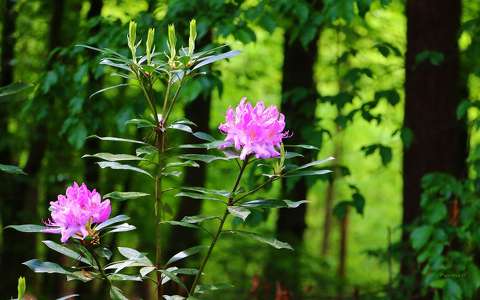 címlapfotó rododendron tavasz tavaszi virág