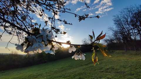 Cseresznye virágzás