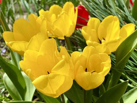 címlapfotó tavasz tavaszi virág tulipán