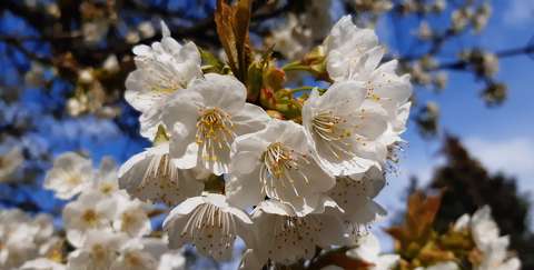 Cseresznyefa virág