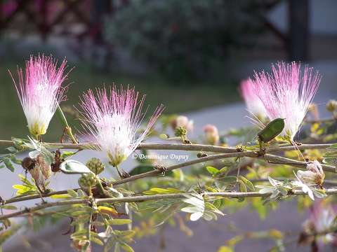 Albizia julibrissin