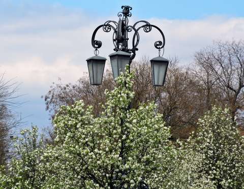 lámpa tavasz virágzó fa