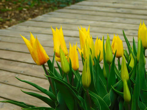 Tulipáncsokor