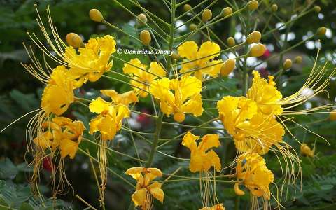 Caesalpinia pulcherrima jaune