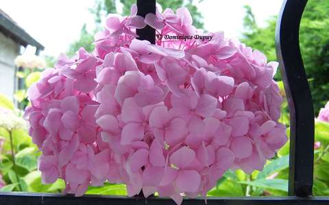 Hortensia