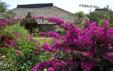Jardin luxuriant - Sénégal