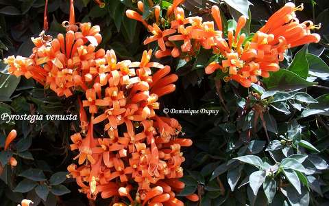 Pyrostegia venusta