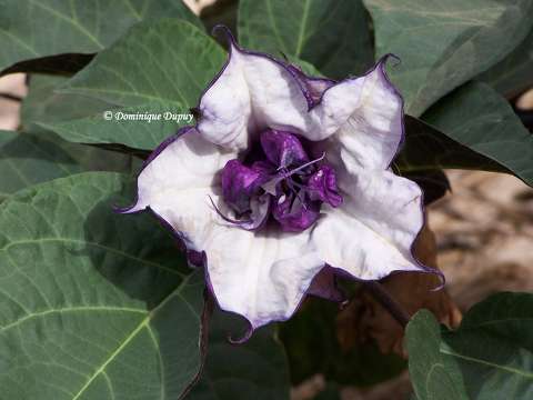 Datura metel - double purple