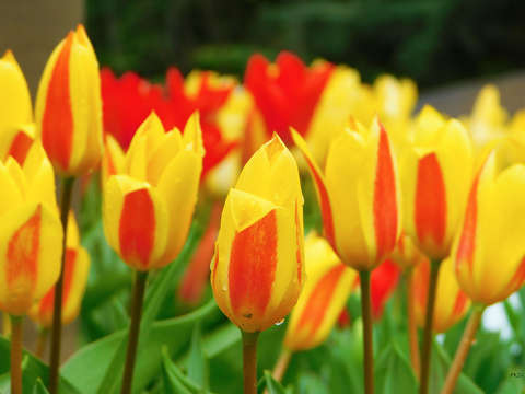 Tulipántenger