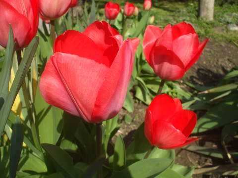 tulipán