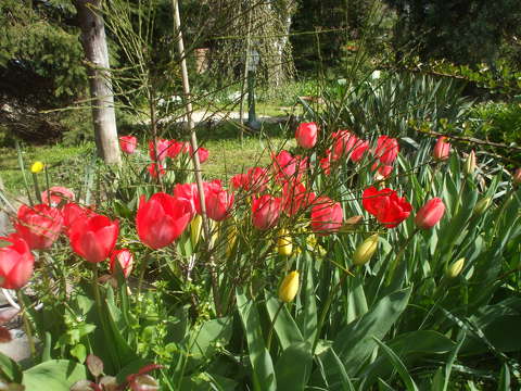 Tulipán,kert,park