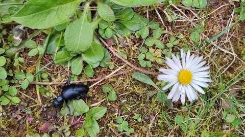 Nünüke mezei százszorszéppel