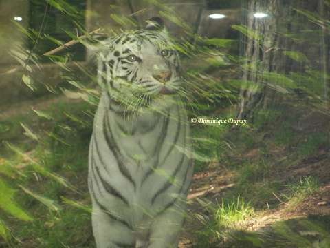Tigre blanc - Zoo de Beauval - France