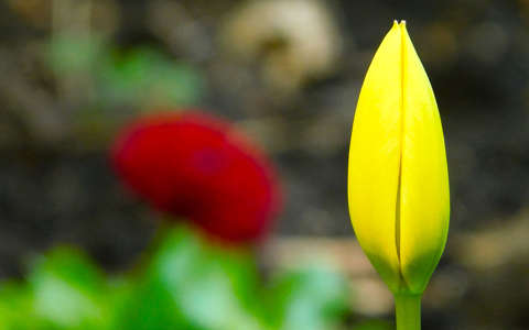 Tulipánbimbó