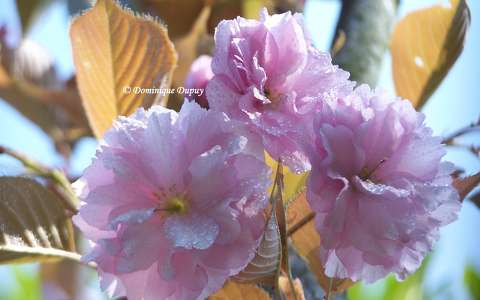 Prunus Serrulata Kanzan