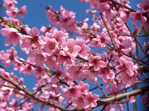Cerisier japonnais