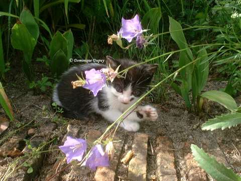 Le Chaton
