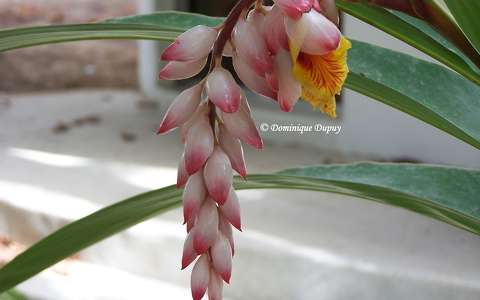 Alpinia zerumbet