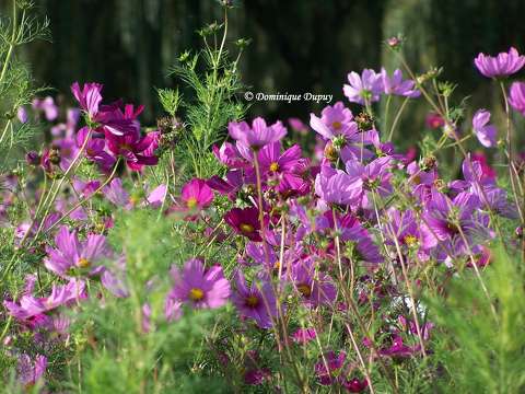 Fleurs sauvages