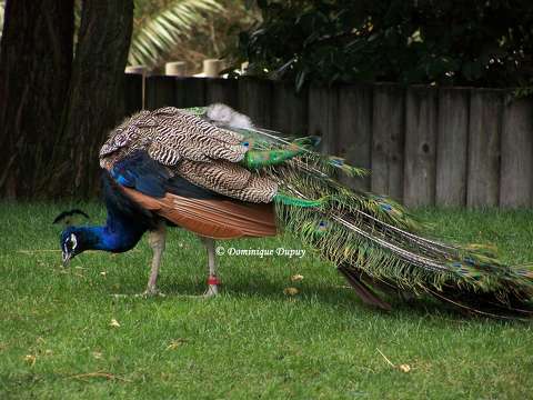 Paon - Zoo de la Palmyre - France